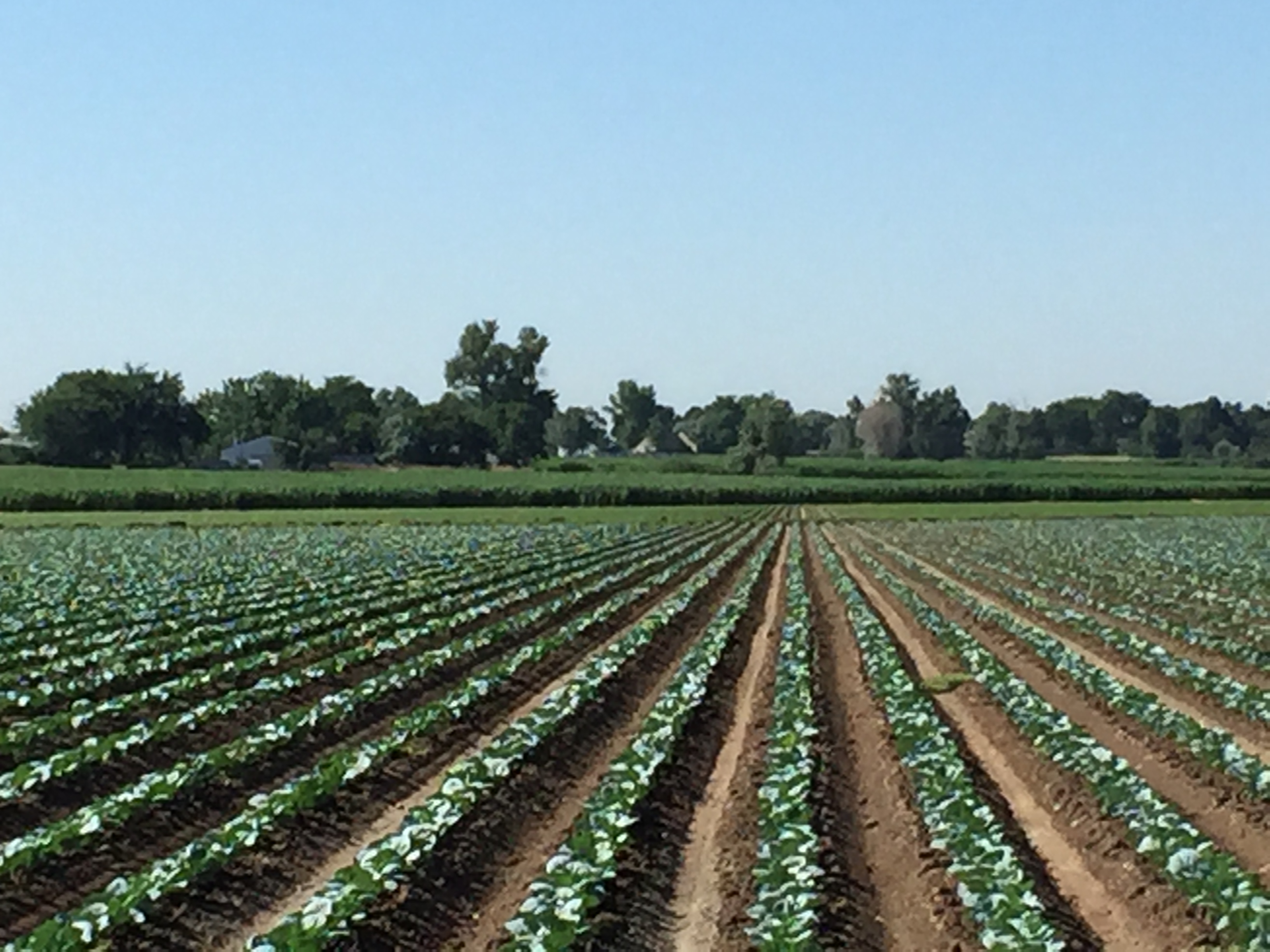 Petrocco Farms, Inc.