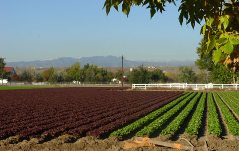 Photo of fields at Petrocco Farms growing lettuce and green in Brighton Colorado